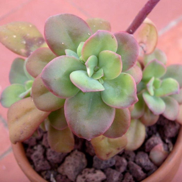 plant image 706629