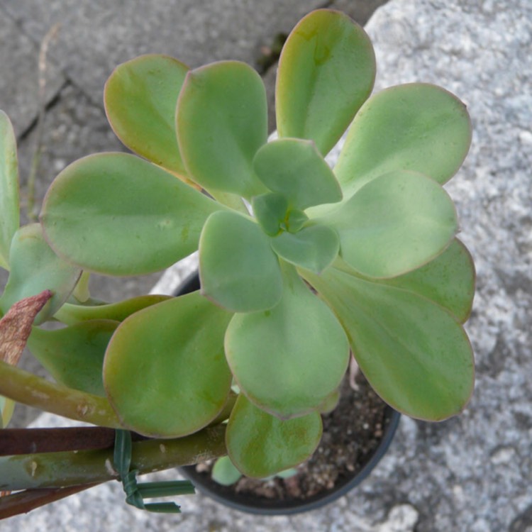 plant image 706630