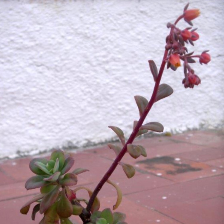 plant image 706631