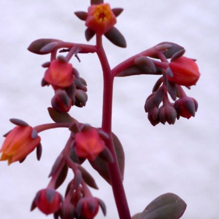 plant image 706632