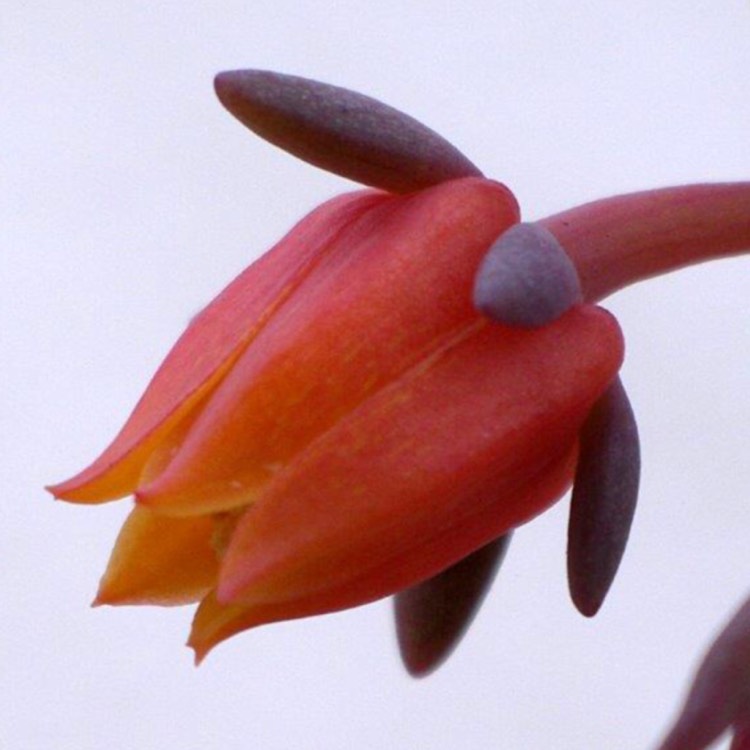plant image 706633