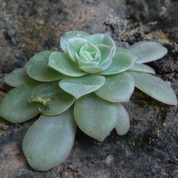plant image 707197