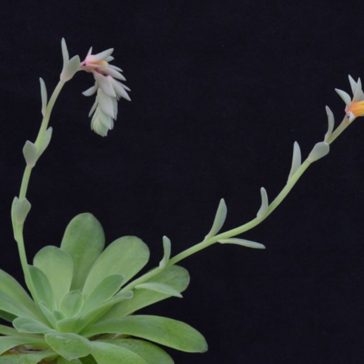 plant image 707200
