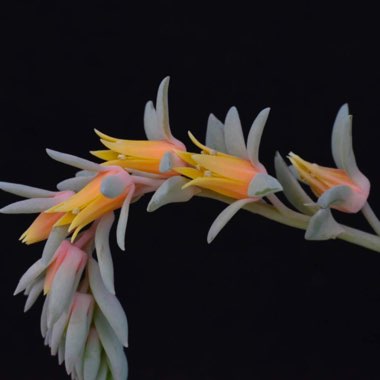 Echeveria Calycosa