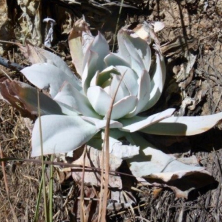 plant image 709517 plant image 709517