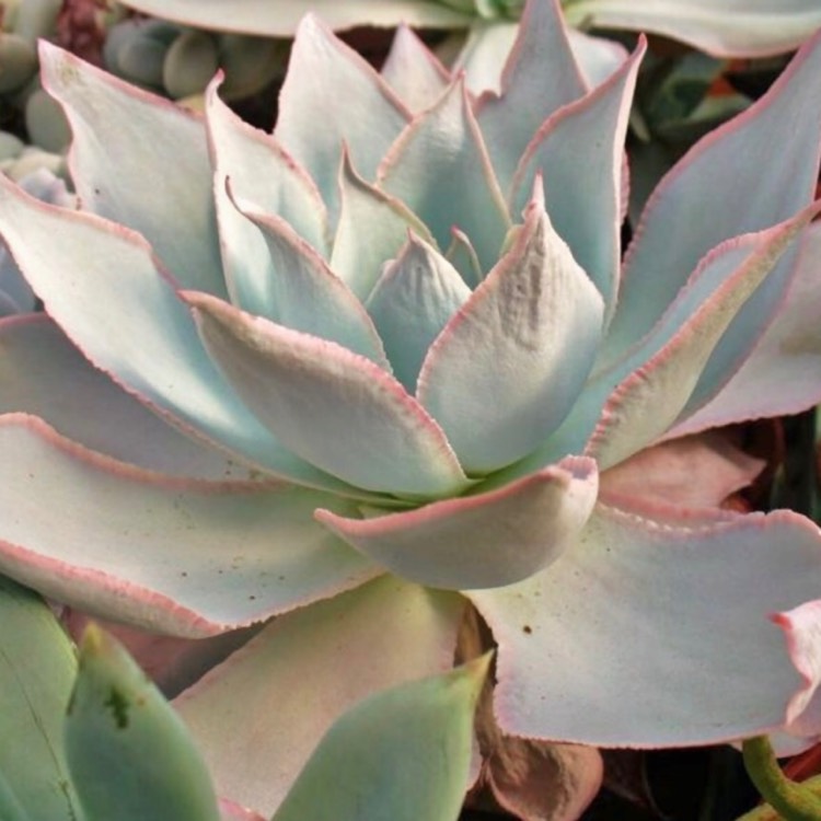 plant image 709521 plant image 709521