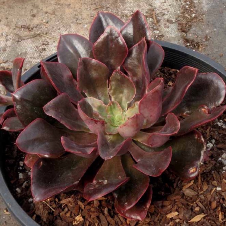 plant image 712124