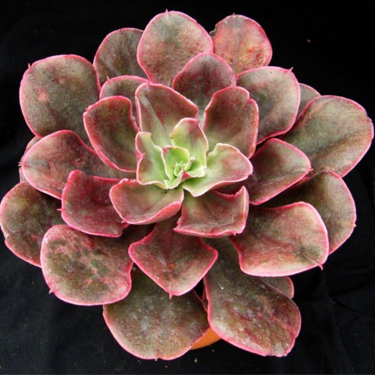 plant image 712127
