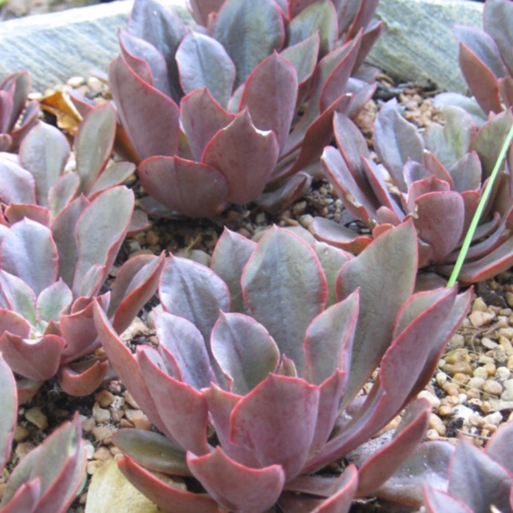 plant image 712128