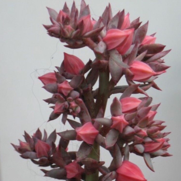 plant image 712130