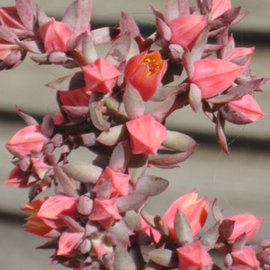 Echeveria Painted Frills