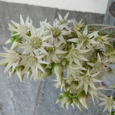 Aeonium haworthii