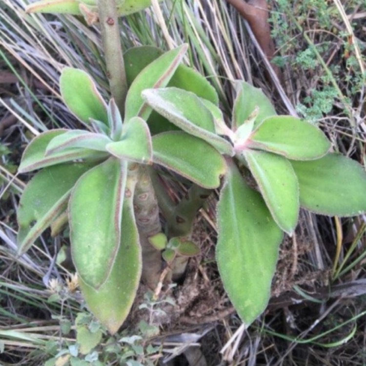 plant image 748888 plant image 748888