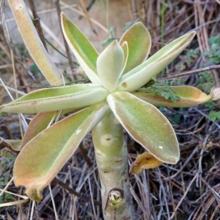 plant image 748892 plant image 748892