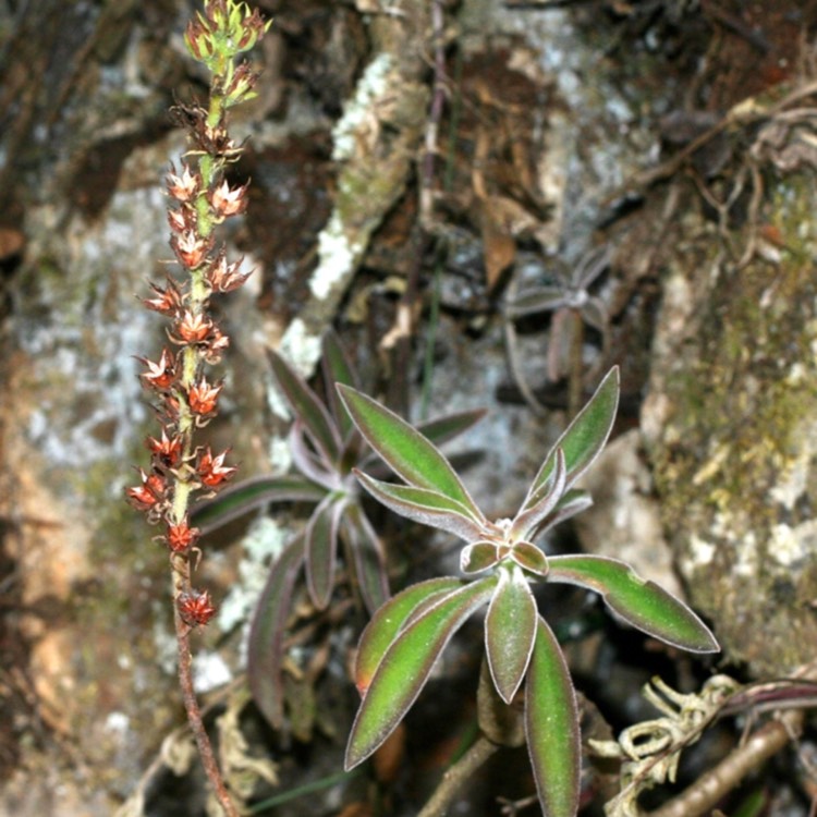 plant image 748893 plant image 748893