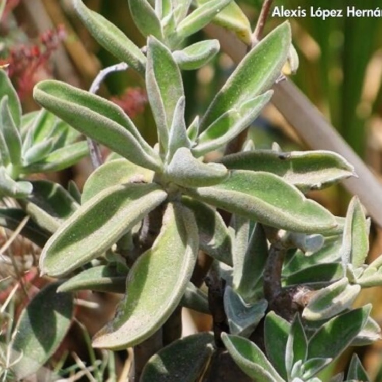 plant image 749005 plant image 749005