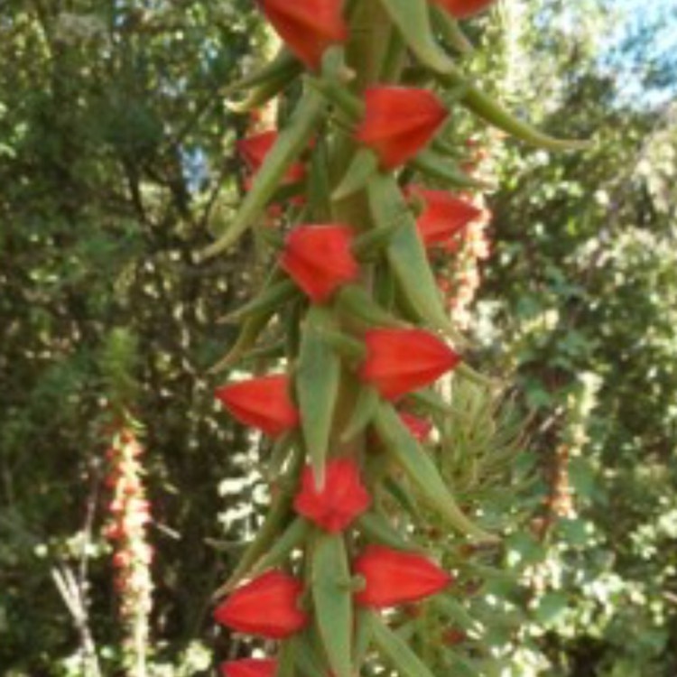 plant image 749068 plant image 749068