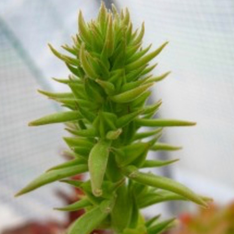plant image 749083 plant image 749083
