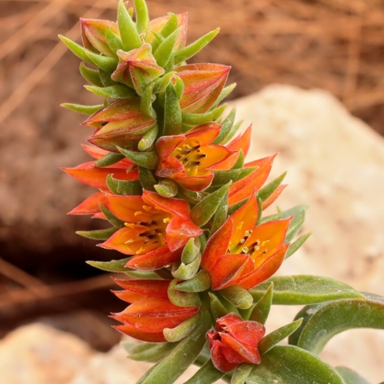 plant image 749088 plant image 749088
