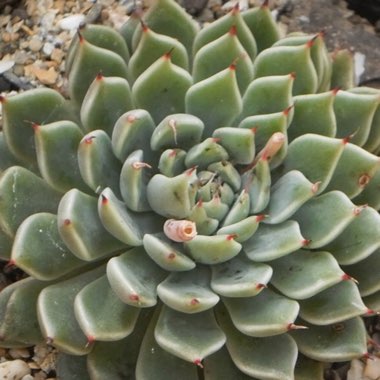 Graptoveria 'Thornwood Star'