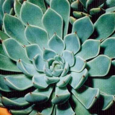 Graptoveria 'Thornwood Star'