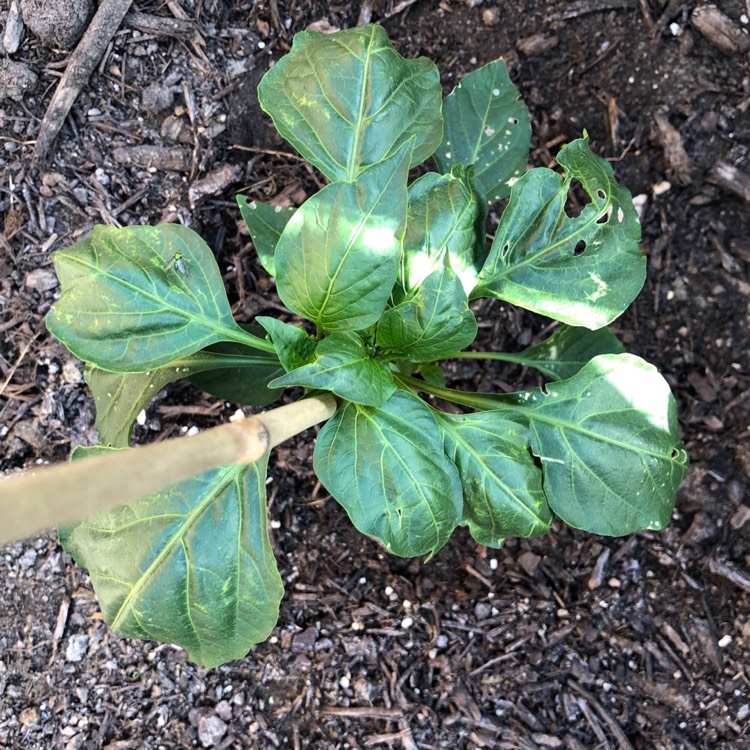 Plant image Capsicum 'Bonnie Bell' Green