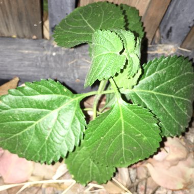 Tonya's garden
