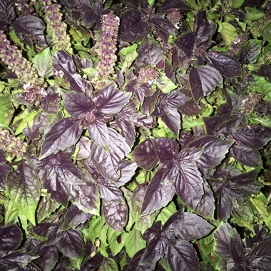 Purple Basil