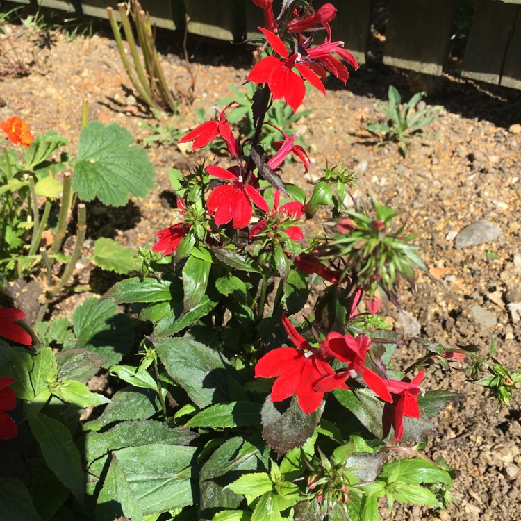 plant image 800855