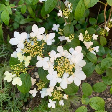Viburnum
