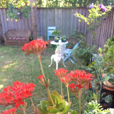 Gareth's garden