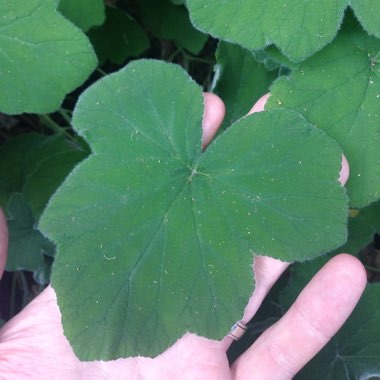Pelargonium tomentosum