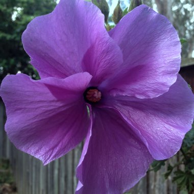 Native Hibiscus