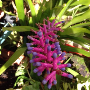 Matchstick Bromeliad