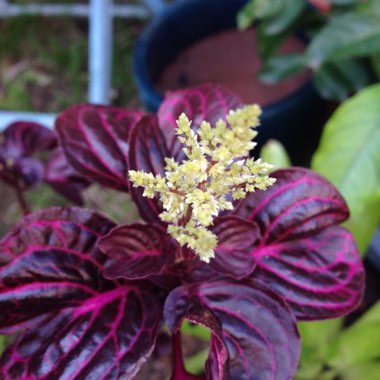 Herbst's Bloodleaf