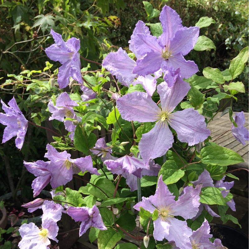 Judy's garden