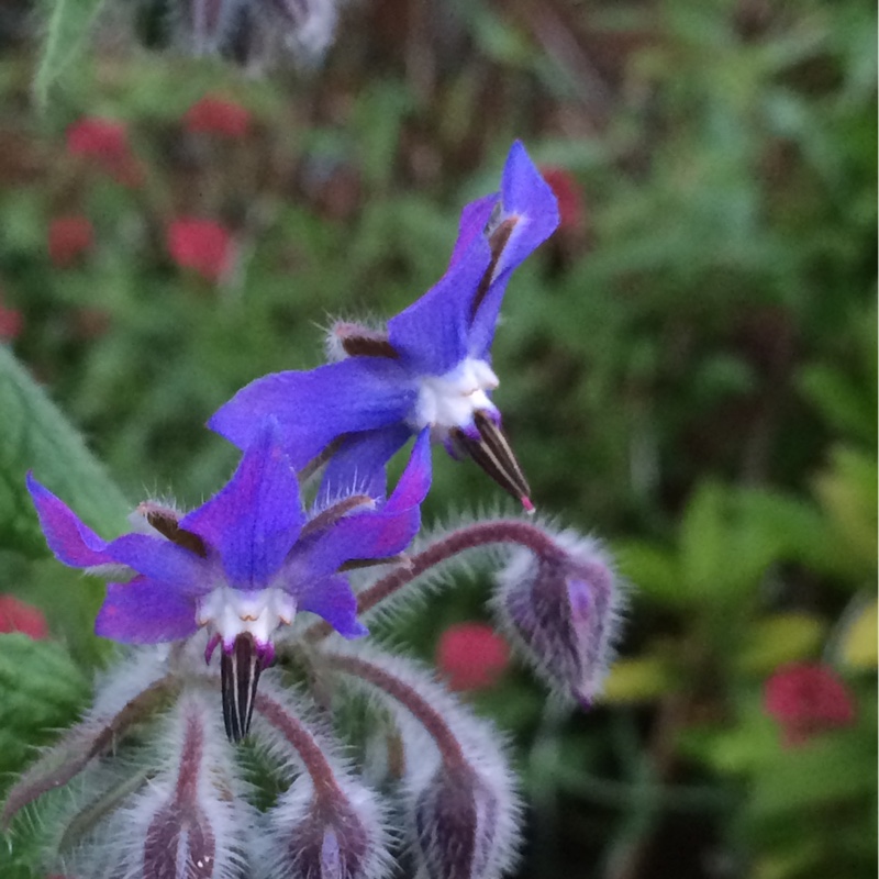 Common borage