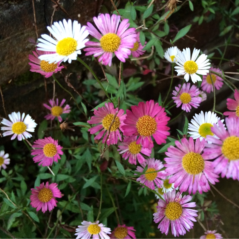 Fleabane 'Quakeress'