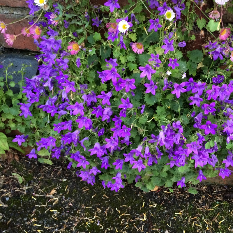 Dalmation Bellflower 'Hoffmann Blue'
