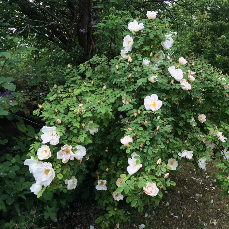 Rose (Old)
