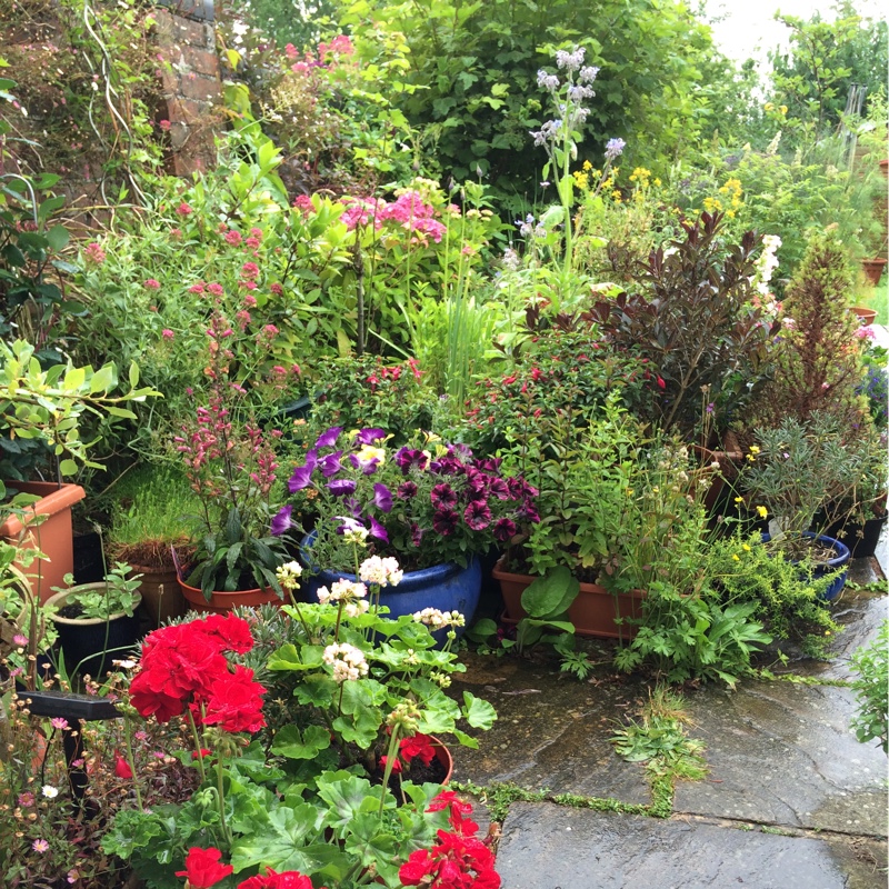 Judy's garden