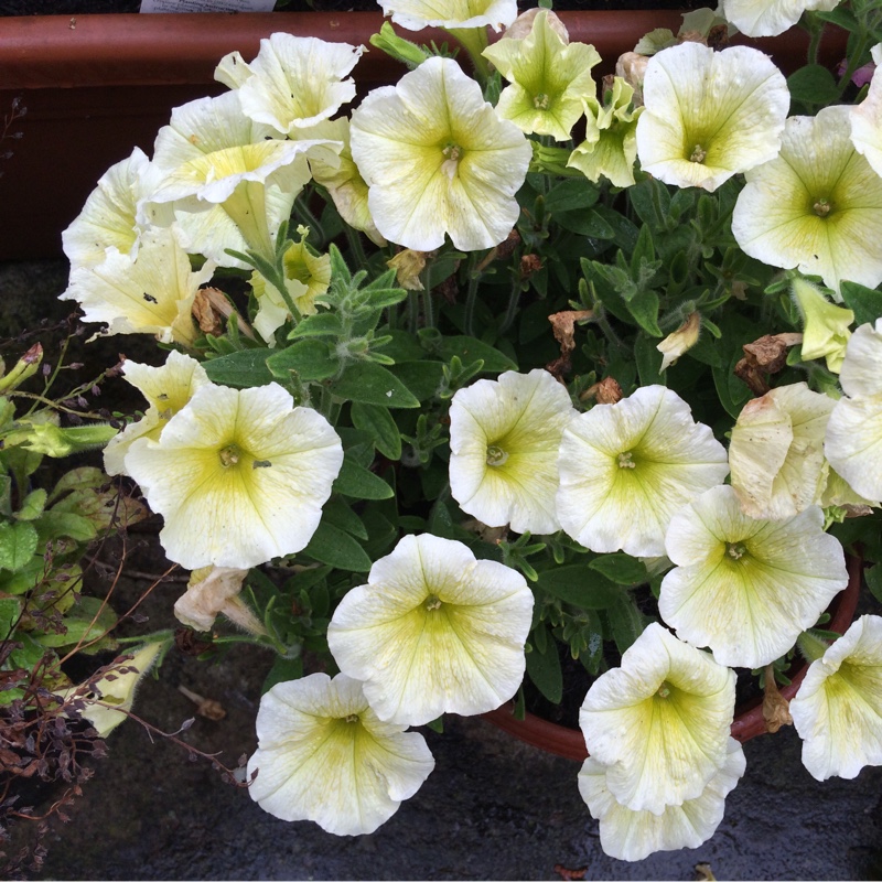 Petunia