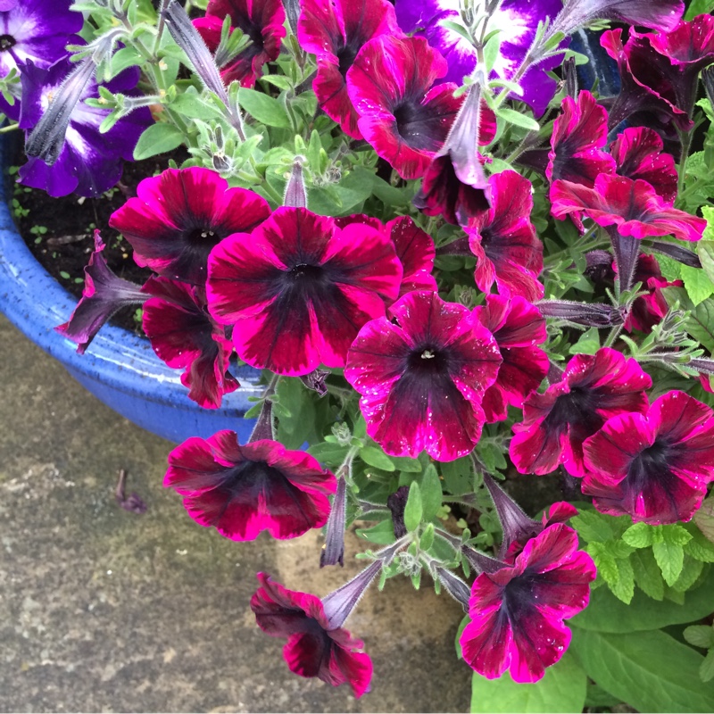 Petunia
