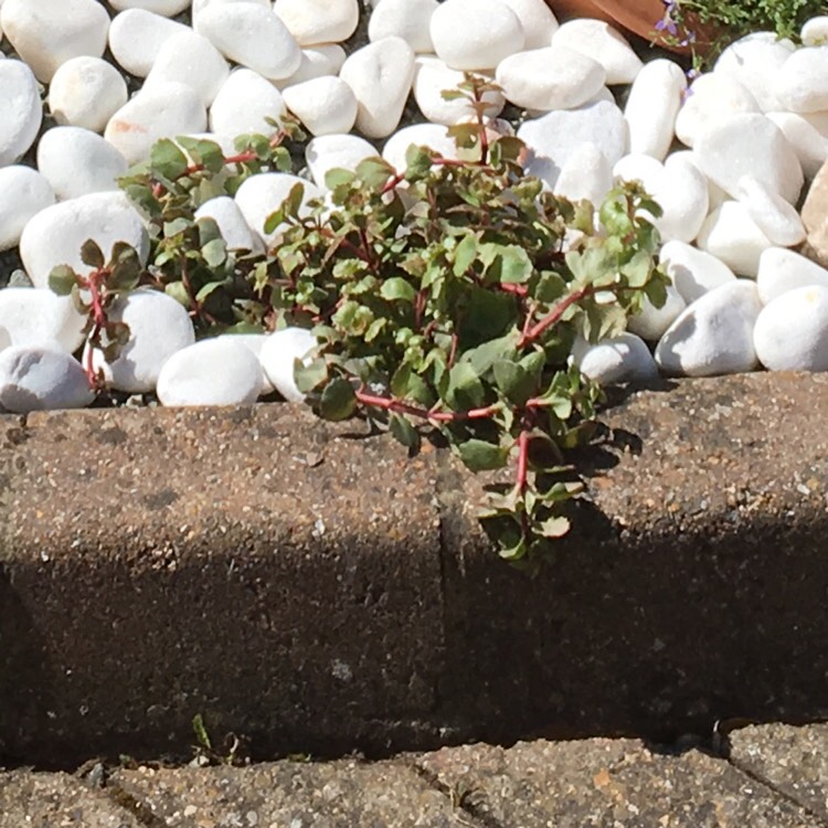 plant image 485454