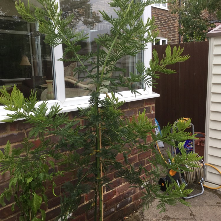 plant image 485459