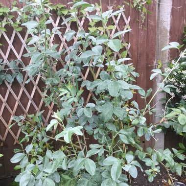 Janet's garden