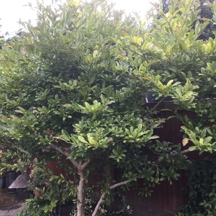 plant image 485472