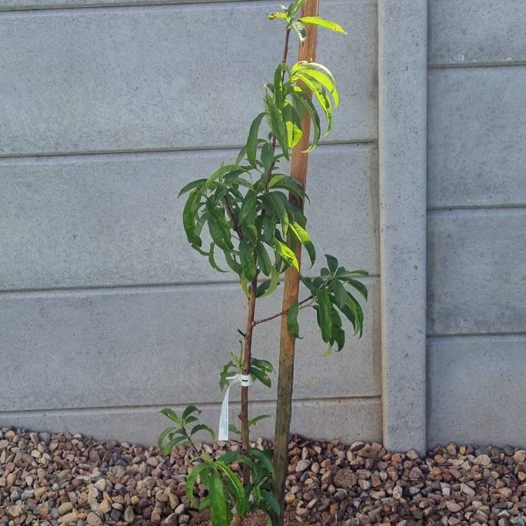 Plant image Prunus persica var. nectarina