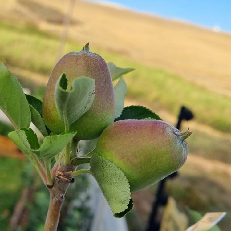 Plant image Malus domestica 'Golden Delicious'