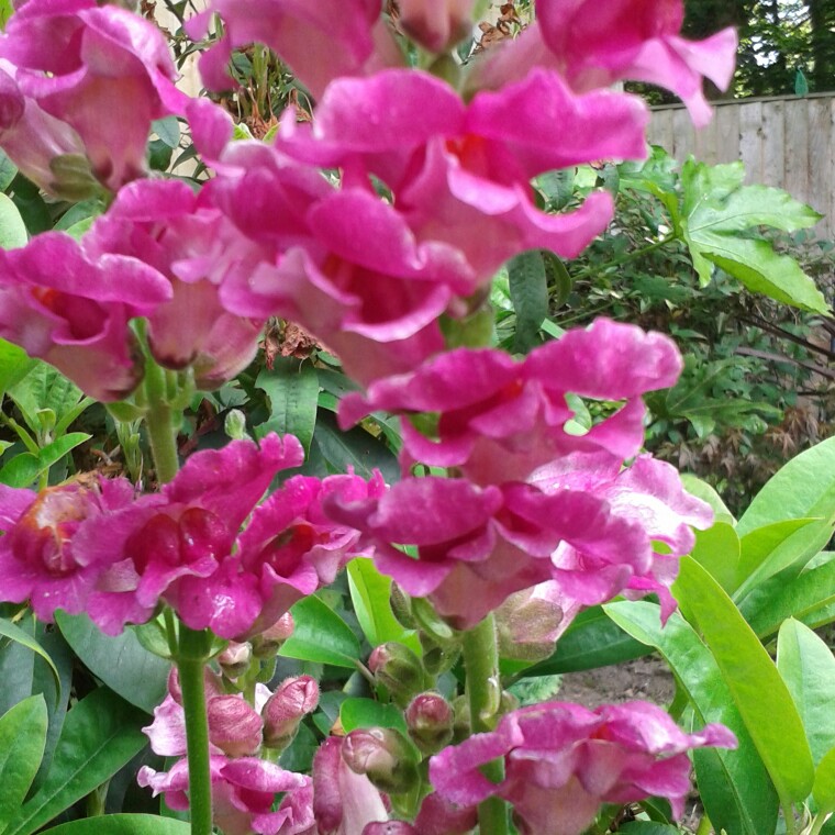 Gaz's garden